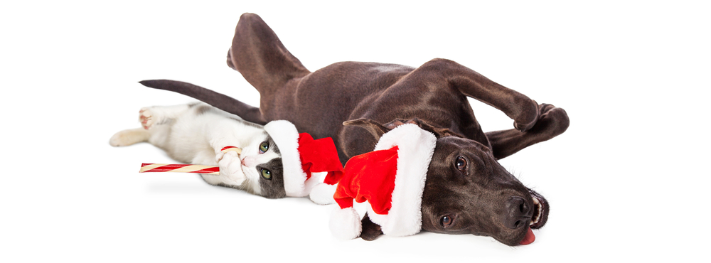 a cat and a dog in santa hats